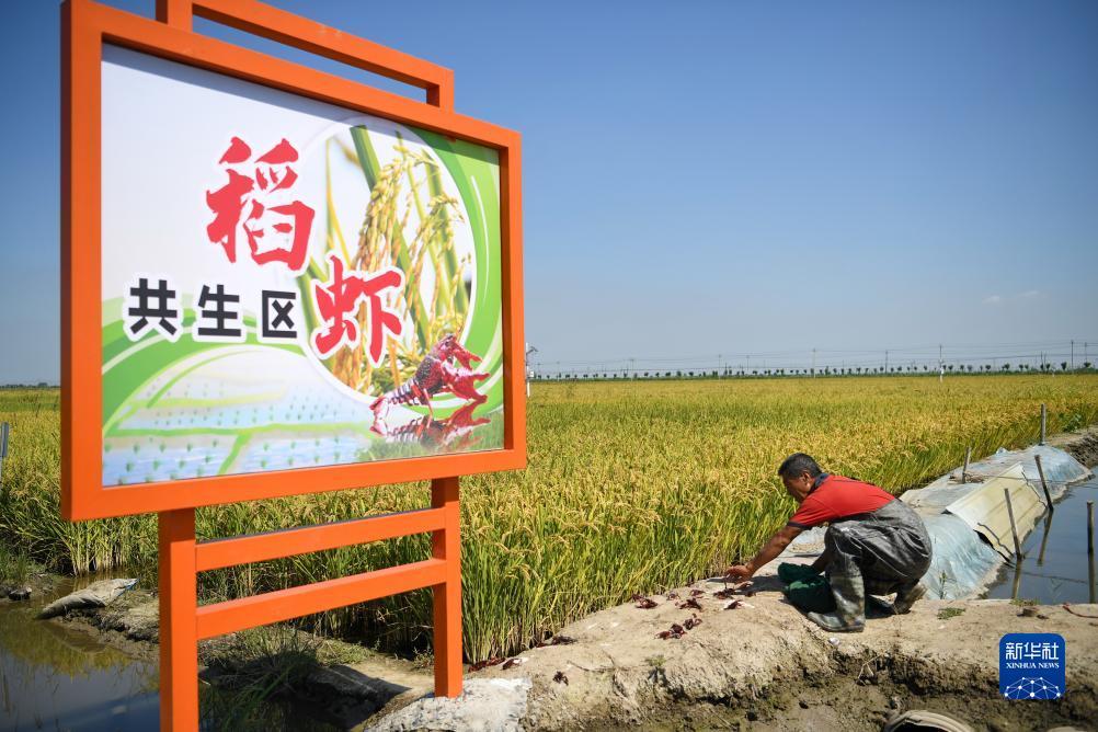 芝麻娱乐在线